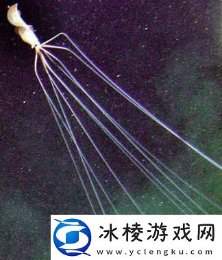 鱿鱼B25777直接进入-友表示：体验过后才懂得它的魅力