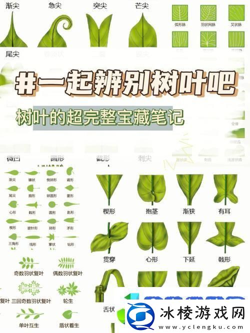 叶识无边笑谈图像处理界的奇葩探秘