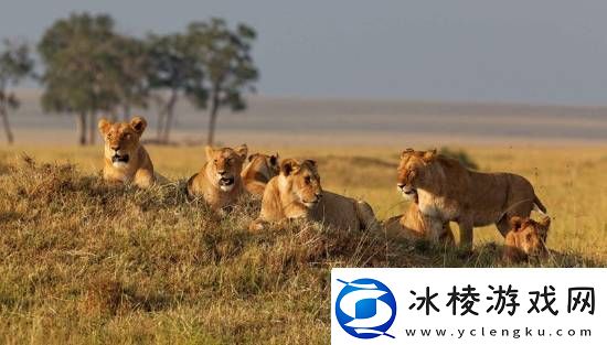 非洲8岁男孩在野生动物园独自生存5天