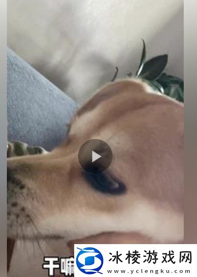 抖音干嘛当大舔狗以为多浪漫是什么歌说散就散抖音版歌曲信息介绍