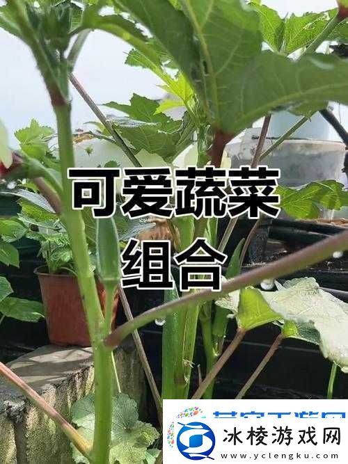 鲜美果蔬：丝瓜、草莓、秋葵、榴莲的奇妙组合
